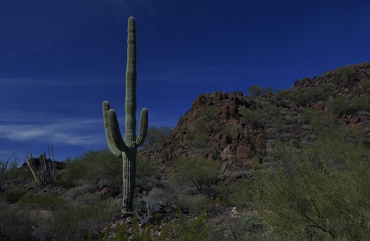 saguaro with personality